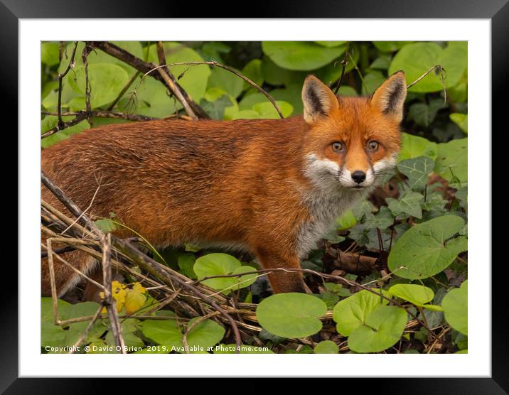 Red Fox Framed Mounted Print by David O'Brien