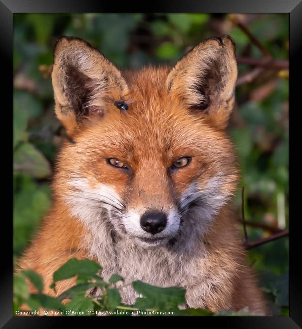 Red Fox Portrait Framed Print by David O'Brien