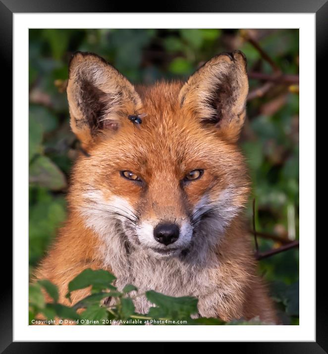 Red Fox Portrait Framed Mounted Print by David O'Brien