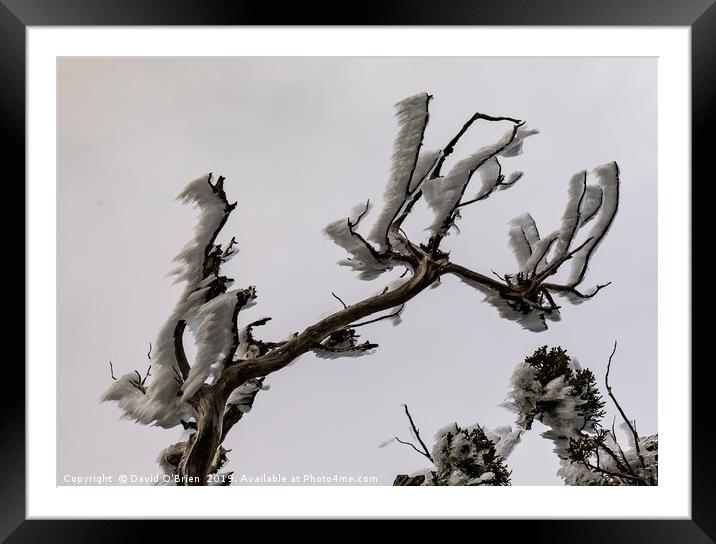 Wind Iced Branches Framed Mounted Print by David O'Brien
