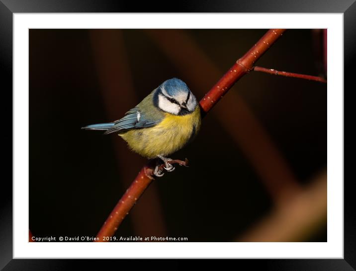 Blue Tit on Red Branch  Framed Mounted Print by David O'Brien