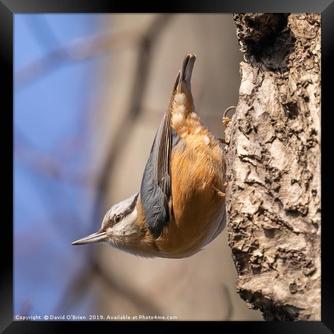 Nuthatch in typical pose Framed Print by David O'Brien