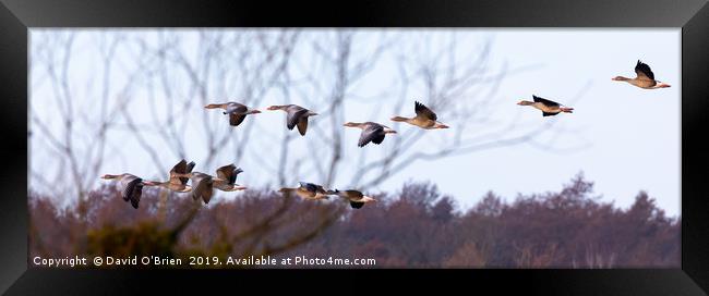 Greylag Geese in flight Framed Print by David O'Brien