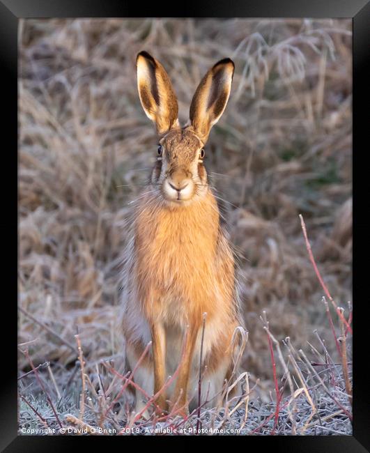 European (Brown) Hare Framed Print by David O'Brien