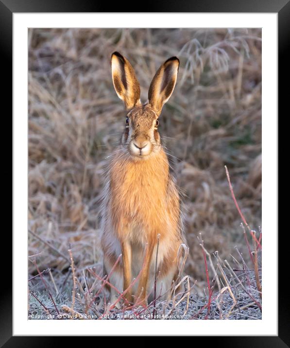 European (Brown) Hare Framed Mounted Print by David O'Brien