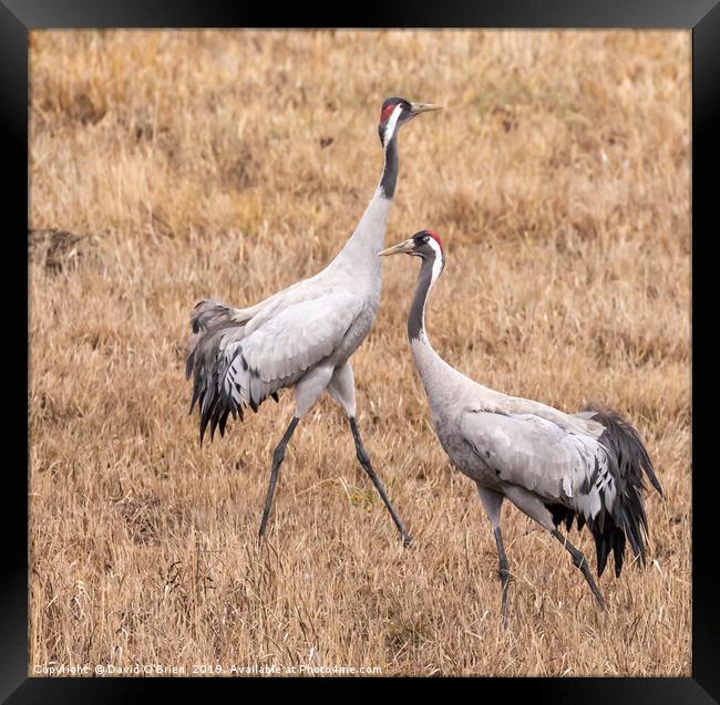 Pair of Cranes Framed Print by David O'Brien