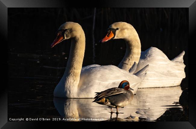 Swans and Teal Duck Framed Print by David O'Brien