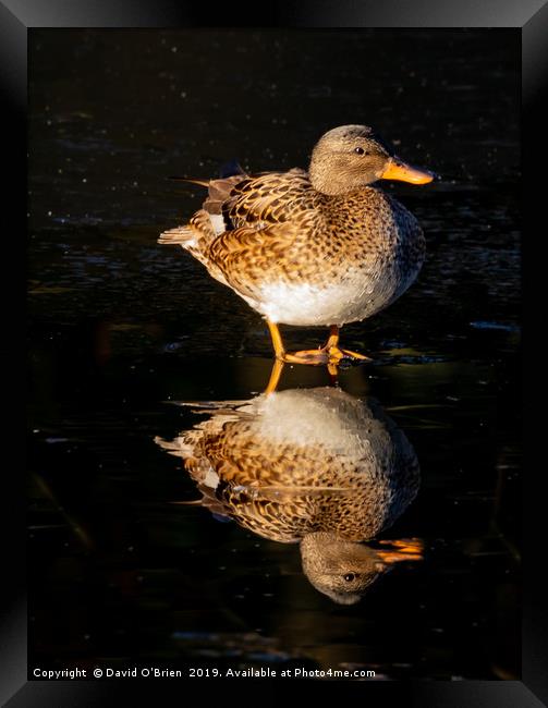 Teal Duck (female) Framed Print by David O'Brien