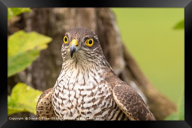 Sparrowhawk (female) Framed Print by David O'Brien