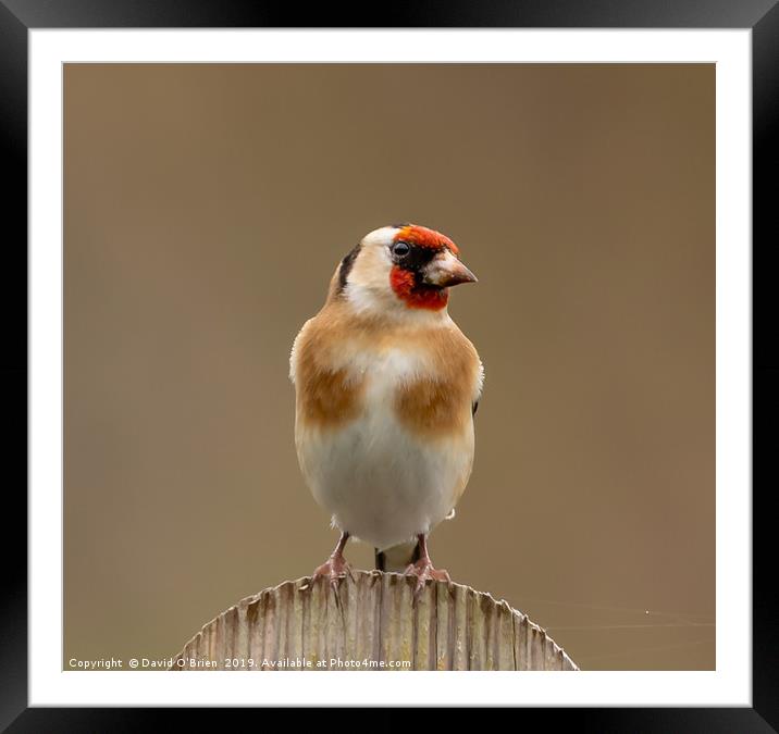 Goldfinch Framed Mounted Print by David O'Brien