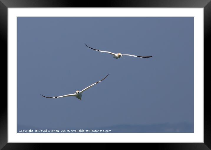 A pair of Gannets Framed Mounted Print by David O'Brien