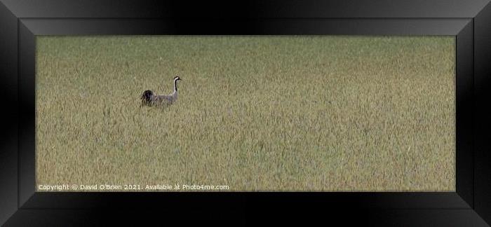 Common Crane in meadow Framed Print by David O'Brien