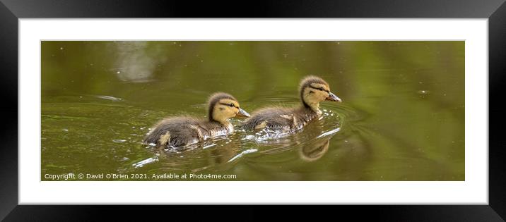 Two Ducklings Framed Mounted Print by David O'Brien