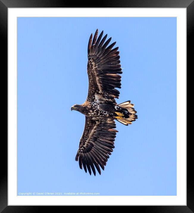 White-tailed Eagle (Juvenile) Framed Mounted Print by David O'Brien