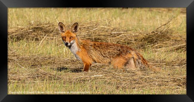 Fox in hay field Framed Print by David O'Brien