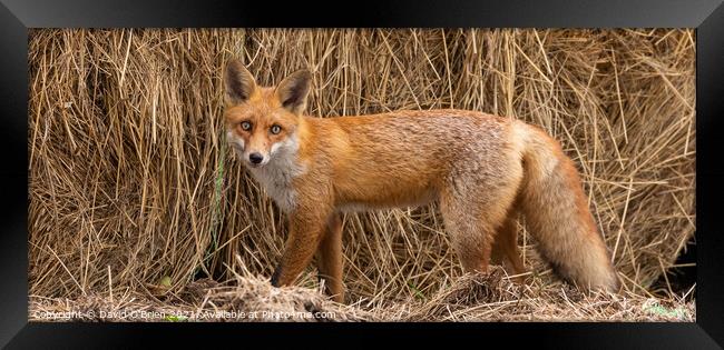 Red Fox Framed Print by David O'Brien