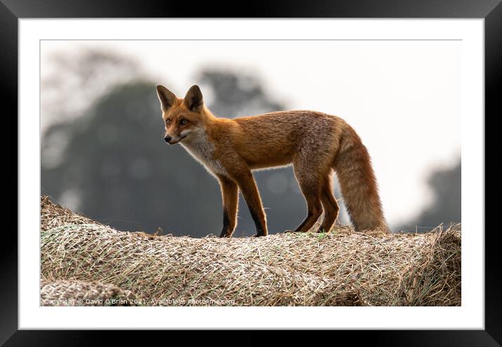A young fox standing atop a hay bale Framed Mounted Print by David O'Brien