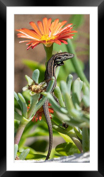Lizard on flower Framed Mounted Print by David O'Brien