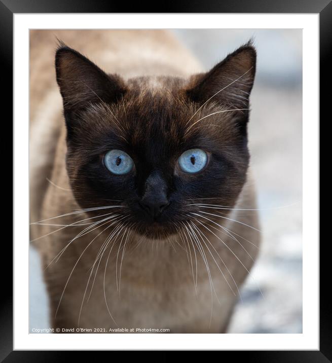 Blue-eyed cat Framed Mounted Print by David O'Brien