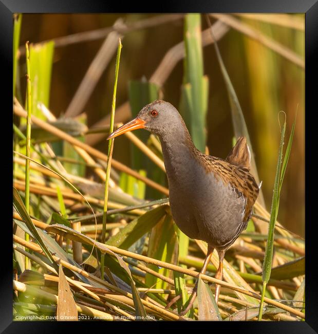 Water Rail Framed Print by David O'Brien