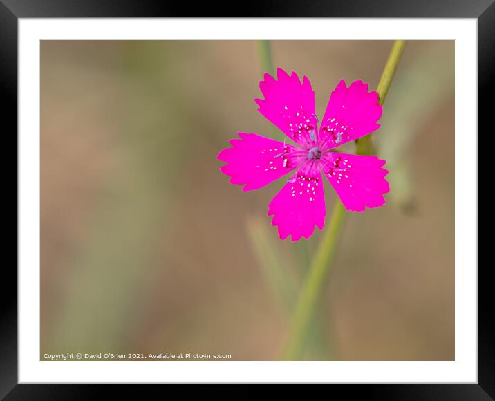 Maiden Pink Framed Mounted Print by David O'Brien