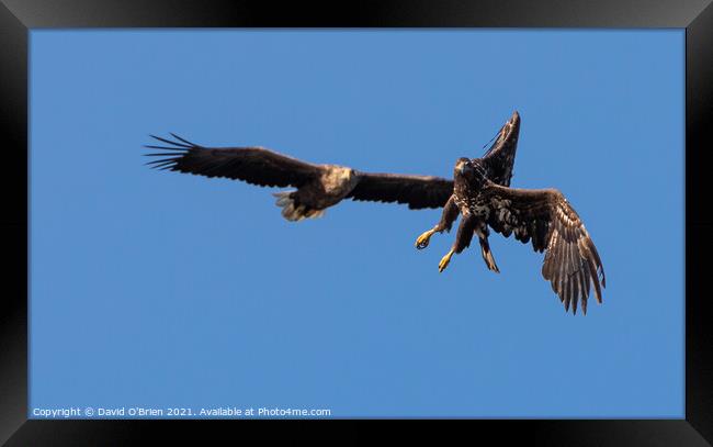 White-tailed Eagles Framed Print by David O'Brien