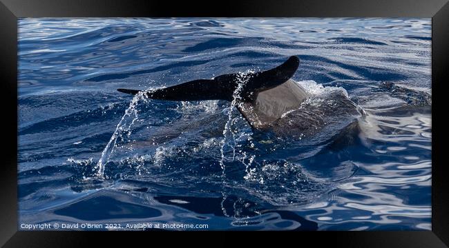 Pilot Whale's tail Framed Print by David O'Brien