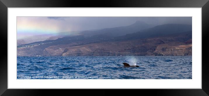 Pilot Whale blowing Framed Mounted Print by David O'Brien