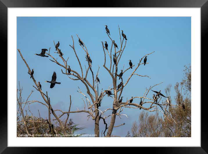 Group of Cormorants in tree Framed Mounted Print by David O'Brien