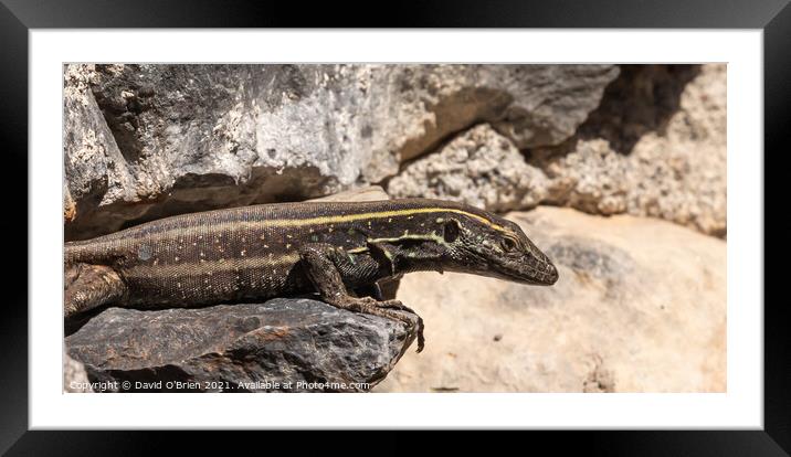 Lizard on lookout Framed Mounted Print by David O'Brien