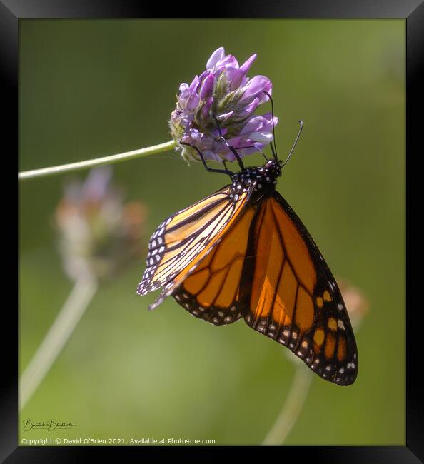 African Monarch Butterfly Framed Print by David O'Brien