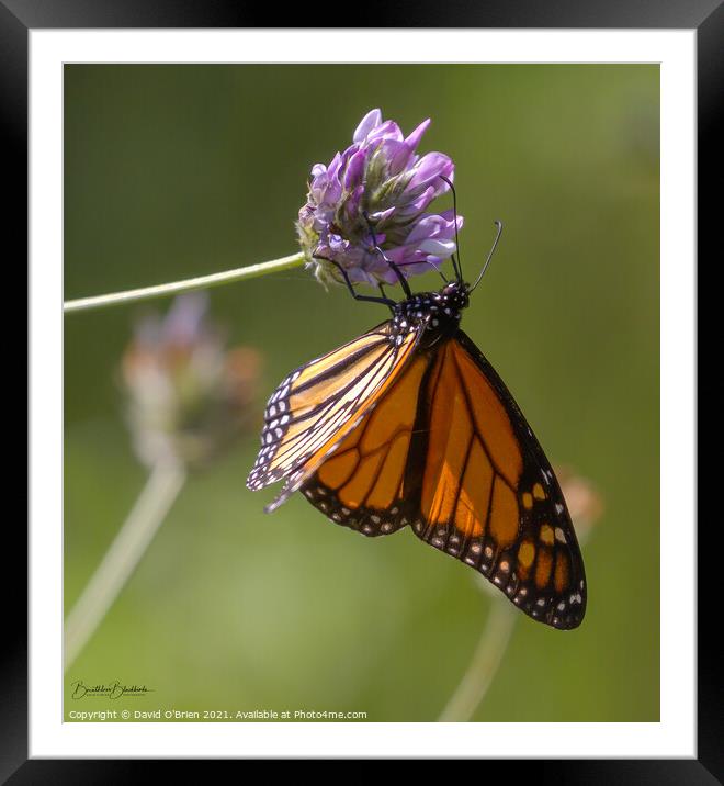 African Monarch Butterfly Framed Mounted Print by David O'Brien
