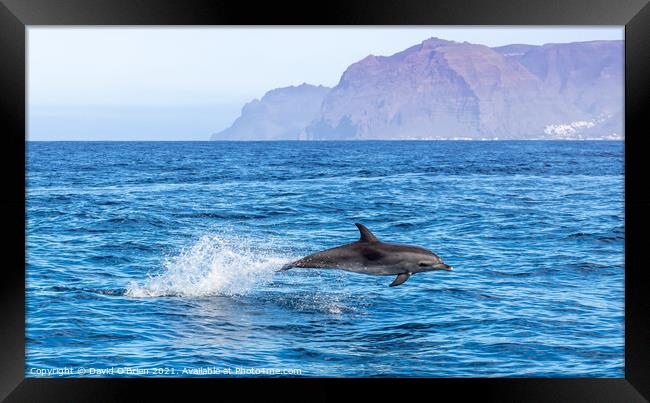 Bottlenose Dolphin Framed Print by David O'Brien