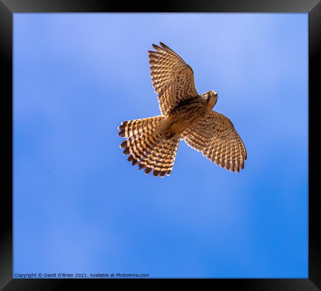 Common Kestrel (f) Framed Print by David O'Brien