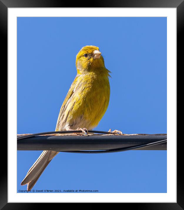 Atlantic Canary Framed Mounted Print by David O'Brien