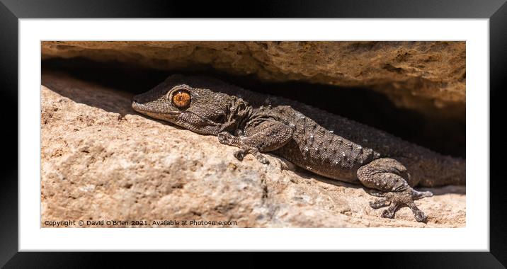La Gomera Wall Gecko Framed Mounted Print by David O'Brien