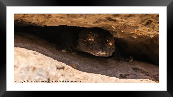 La Gomera Wall Gecko Framed Mounted Print by David O'Brien