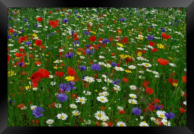English meadow flowers Framed Print by Alan Barnes