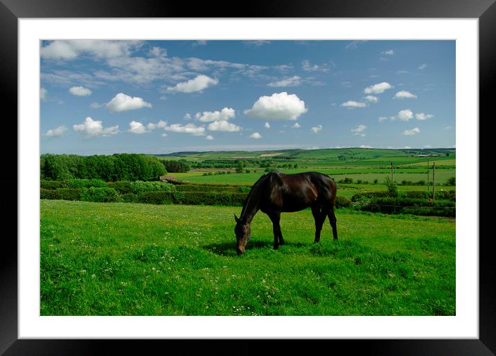 Summer Grazing Framed Mounted Print by Alan Barnes