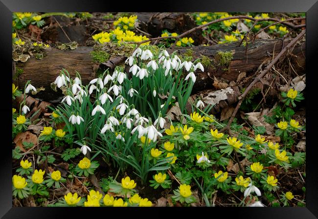Snowdrops and Aconites Framed Print by Alan Barnes