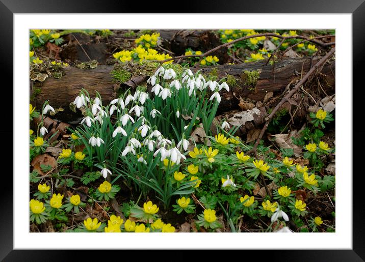 Snowdrops and Aconites Framed Mounted Print by Alan Barnes