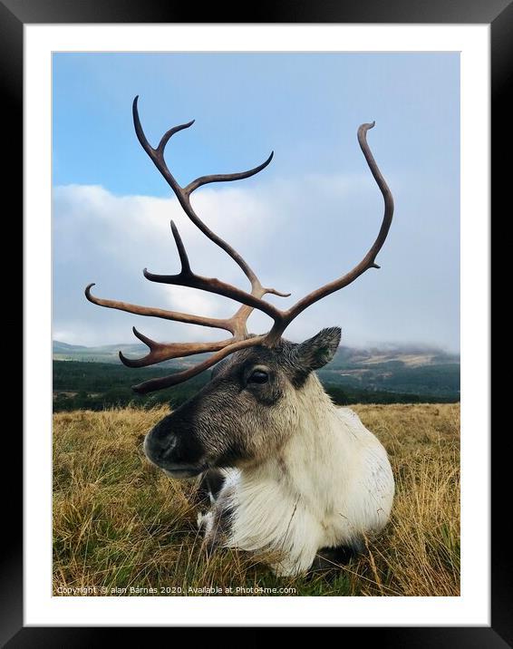 Posing Reindeer Framed Mounted Print by Alan Barnes