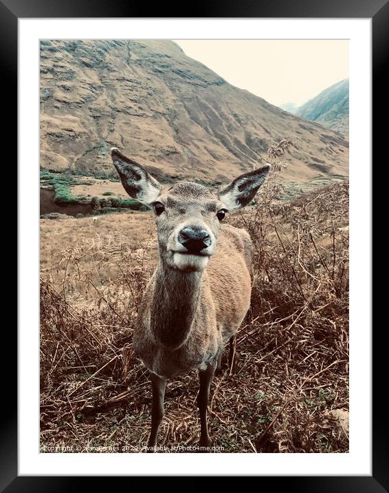 Nosy Red Deer at Glen Etive  Framed Mounted Print by Alan Barnes