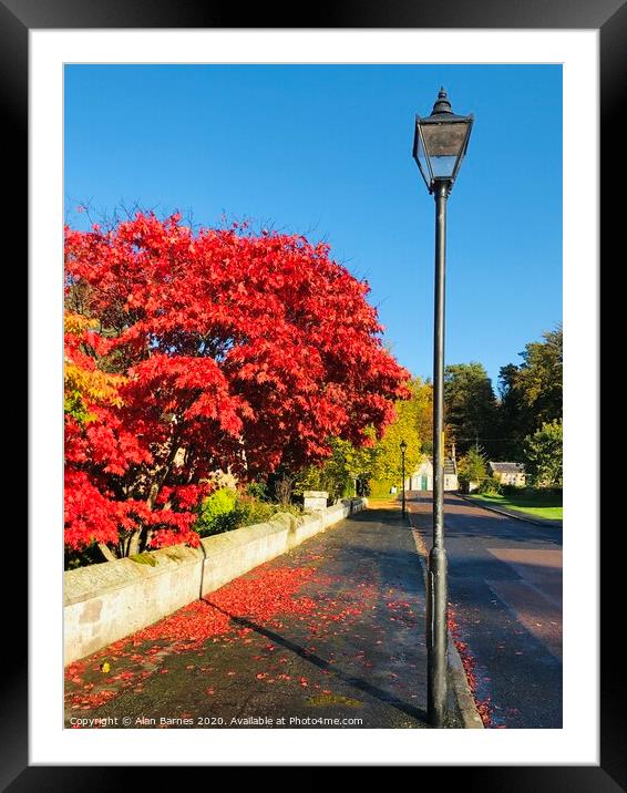 Autumn Red Tree Framed Mounted Print by Alan Barnes