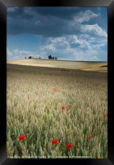 Poppies in Champagne Framed Print by Graham Williams