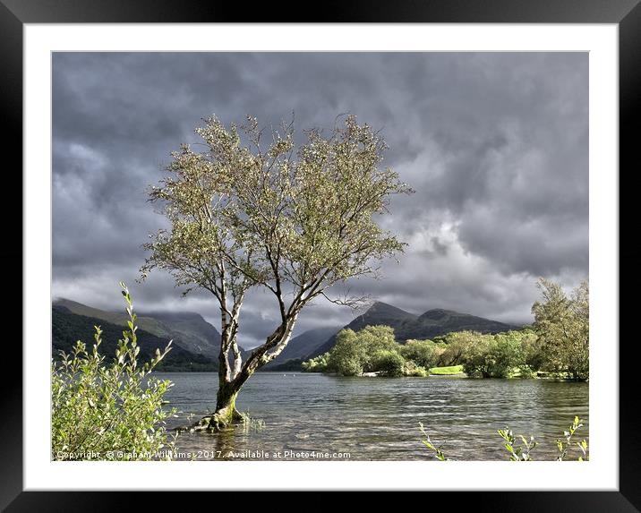 Padarn Lonely Tree  Framed Mounted Print by Graham Williams