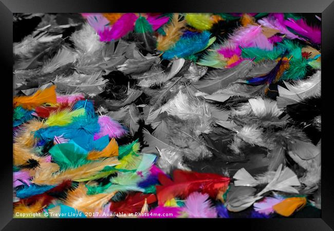 Coloured Feathers Framed Print by Trevor Lloyd