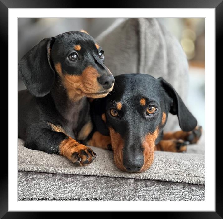 Dachshund family  Framed Mounted Print by Louise Stainer