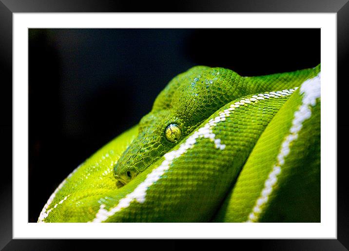 Green Tree Python Framed Mounted Print by Malcolm Smith
