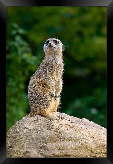 Meercat Sentry Framed Print by Malcolm Smith